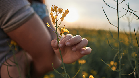 SEN-plantesterol-484x272