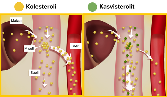 Senikol-FI-kolesterol-illustrasjon-700
